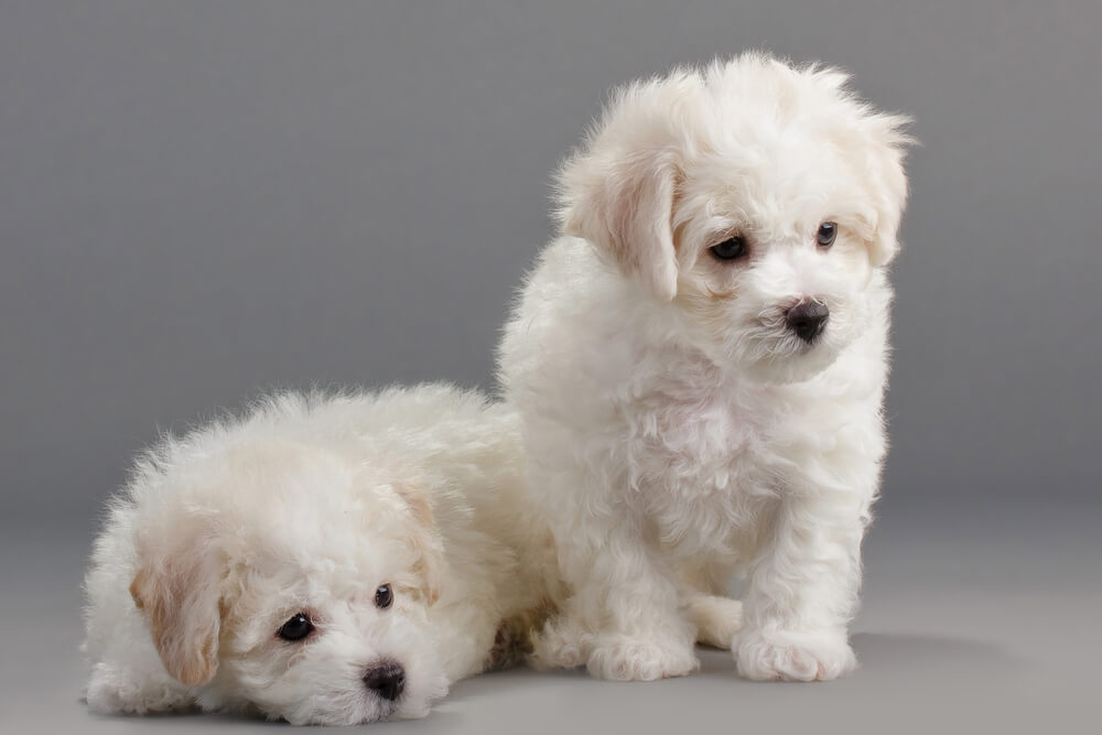 Top 10 Hypoallergenic Dogs Breeds Pets Nurturing