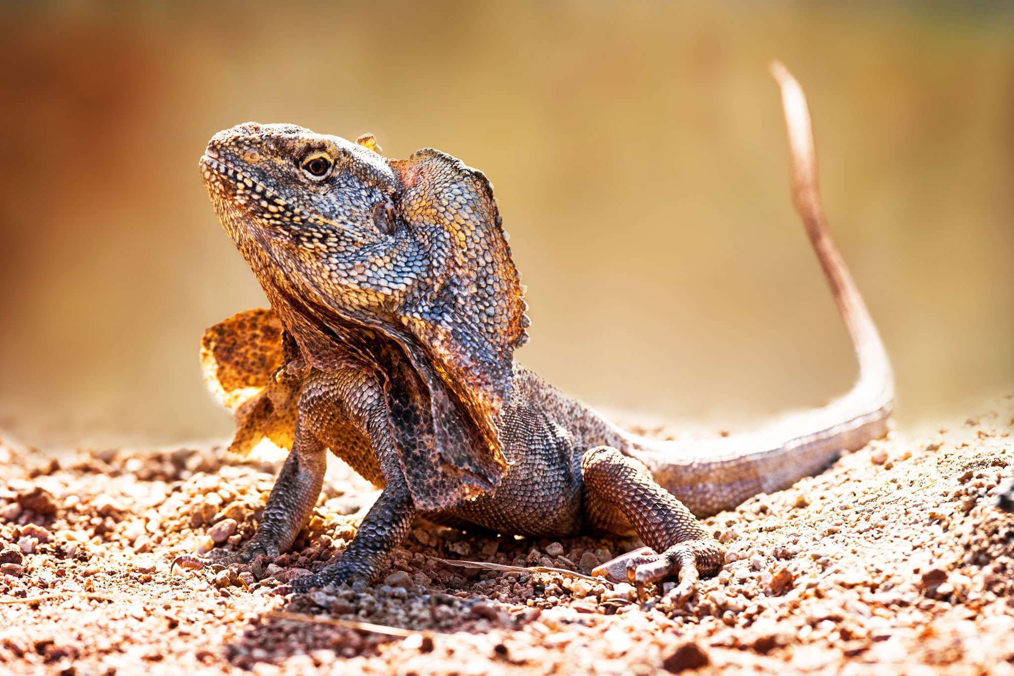 Frilled Neck Lizard Facts, Habitat, and Their Temperament