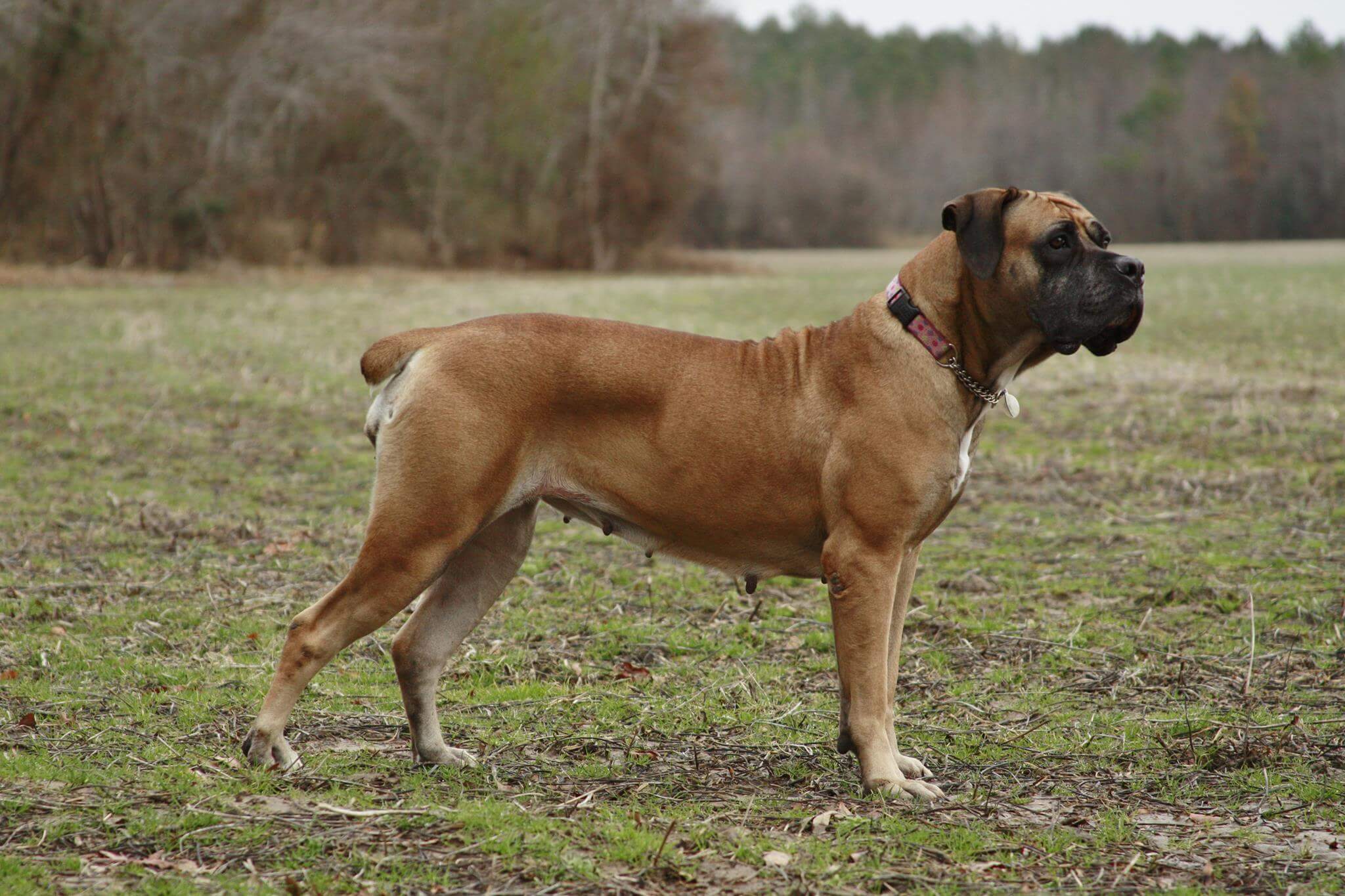 The Majestic South African Boerboel Pets Nurturing