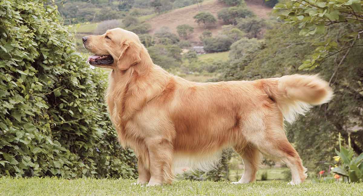 10 Engaging Facts About Golden Retriever Pets Nurturing