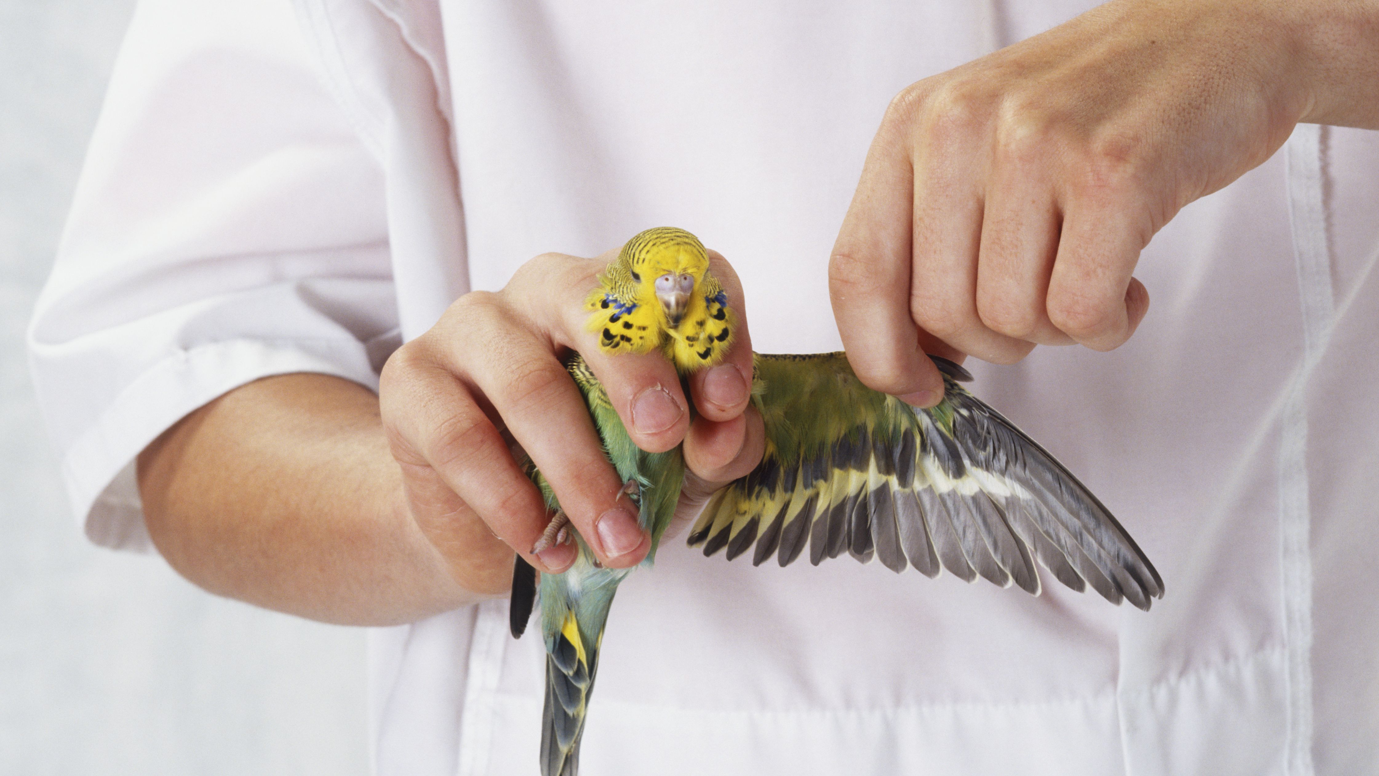 What Is Wing Clipping Amongst Birds? Pets Nurturing