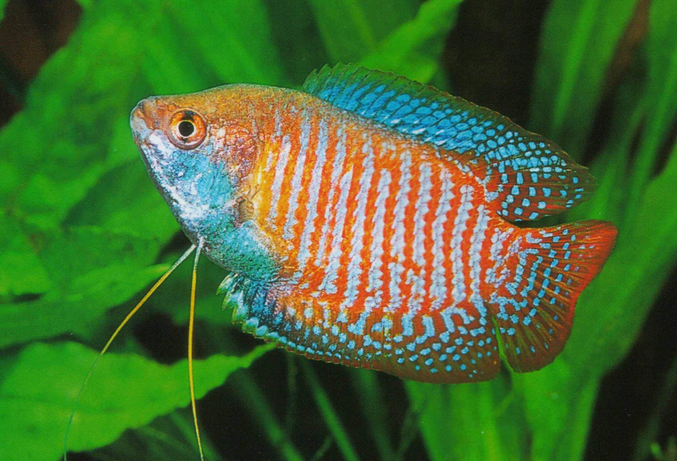 Dwarf Gourami Everything You Need to Know Pets Nurturing