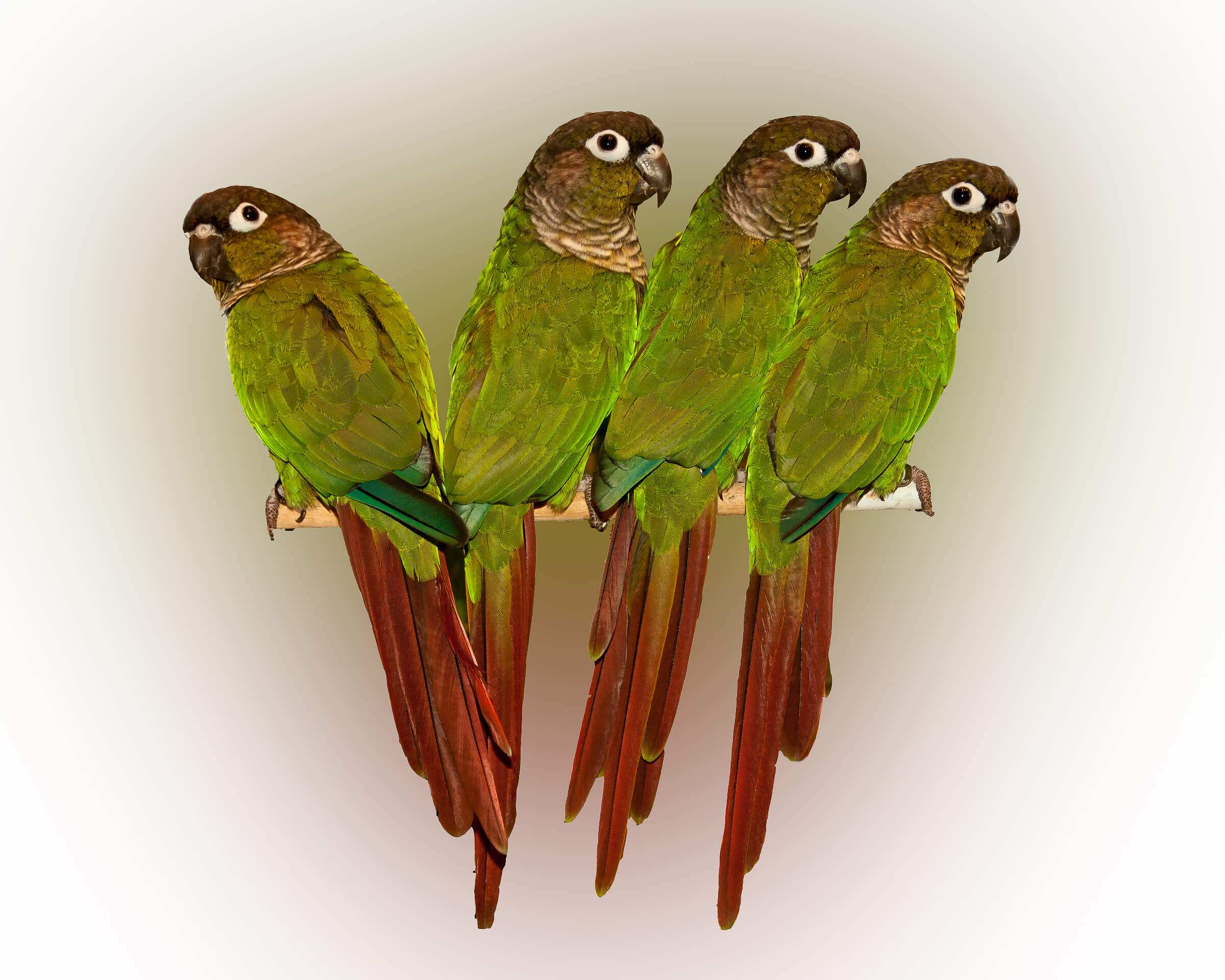 All You Need To Know About Green Cheeked Conure Pets Nurturing