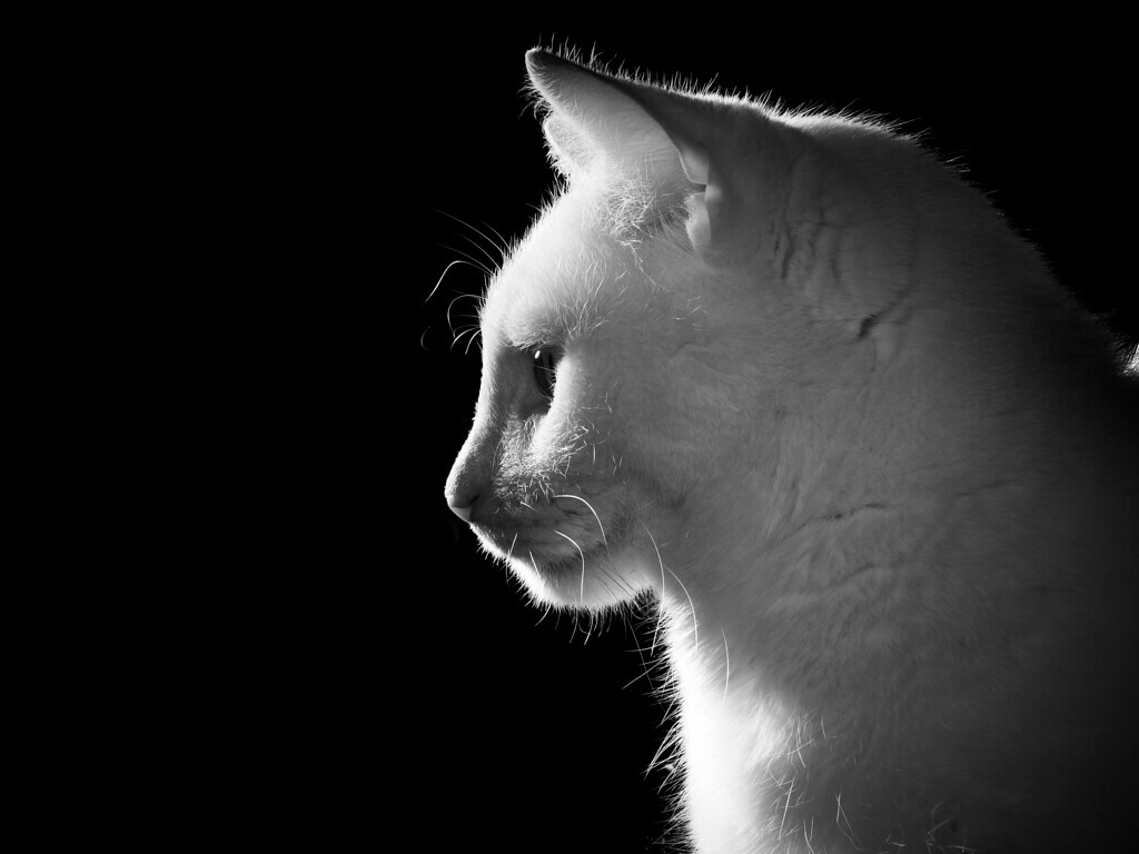 Photography Tips To Make You Best Cat Photographer Pets Nurturing