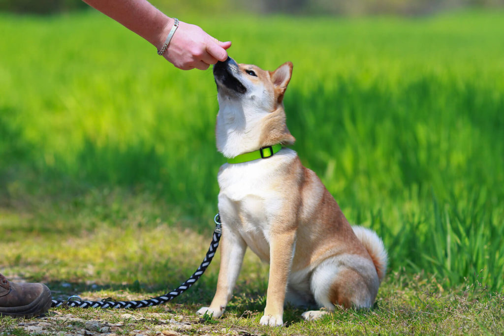 Tips About How to Train Your Dog to Sit Pets Nurturing