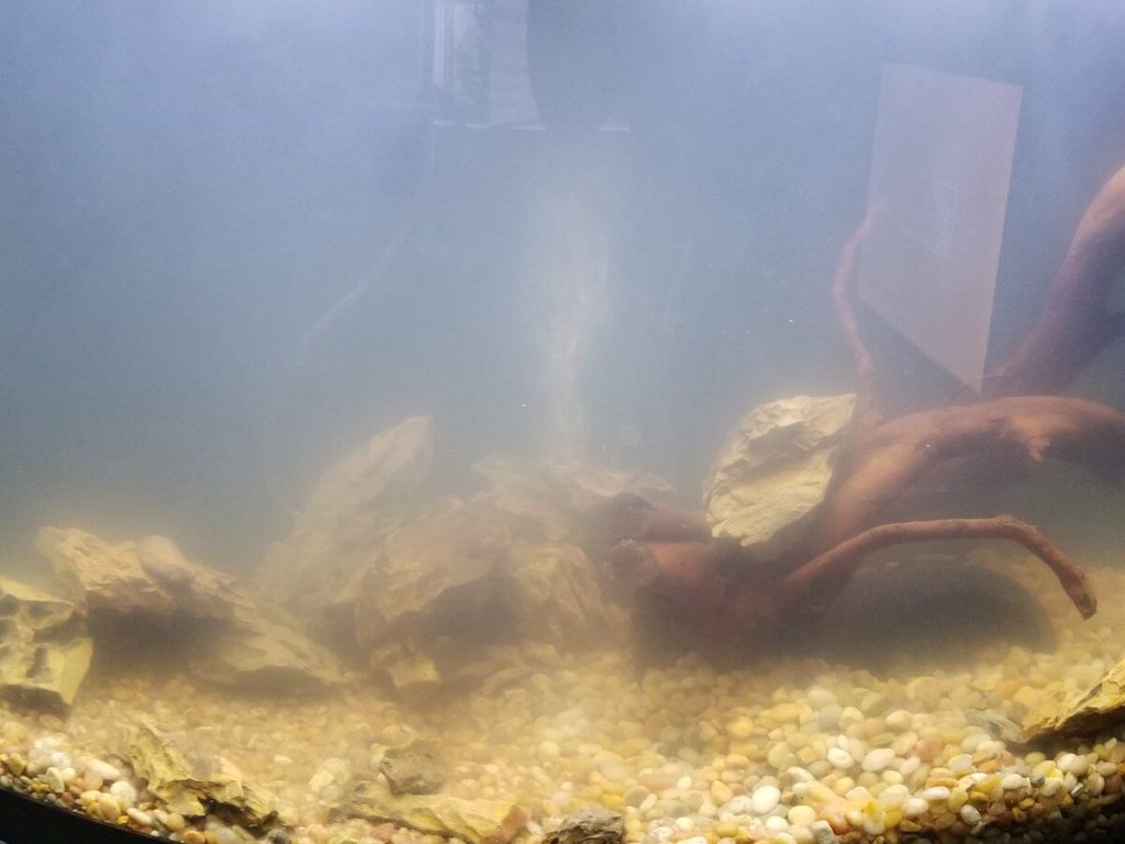 Cloudy Fish Tank Its Reasons and Solutions Pets Nurturing
