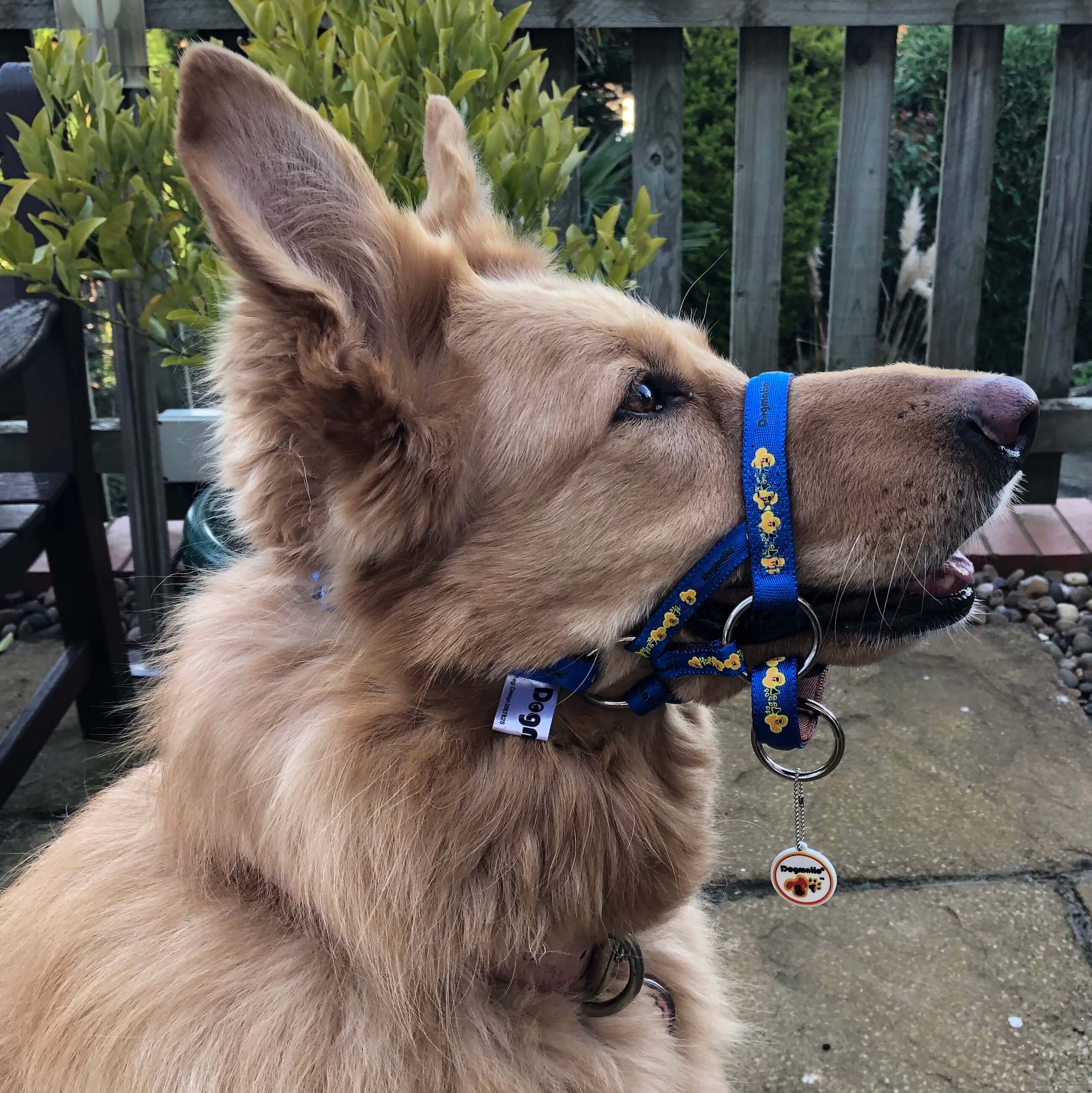 Dog Collars Types and Things to Consider Pets Nurturing