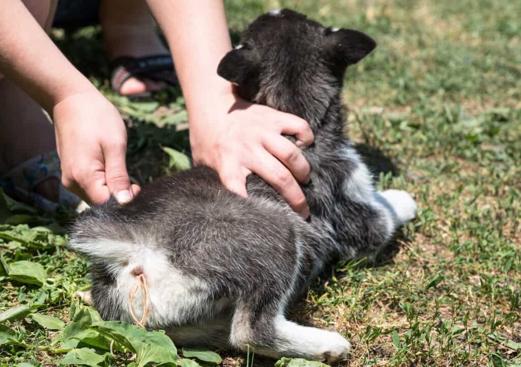 What Is Dog Worms? Its Types, Symptoms, and Treatments etc.