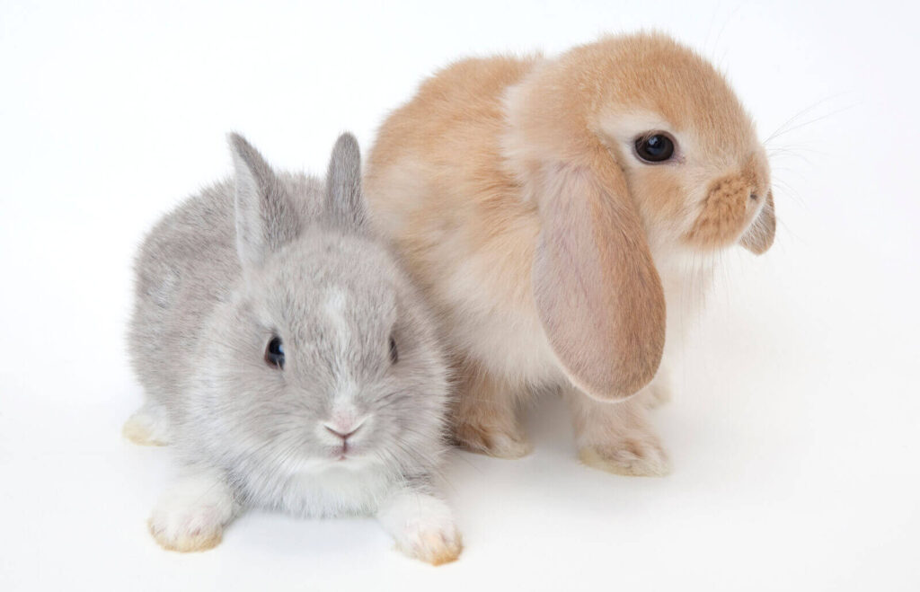 Mini Satin Rabbit Is It A Right Breed For You? Pets