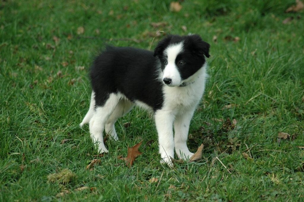 Mini Border Collie Guide Size, Temperament, Grooming & More