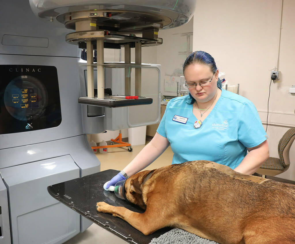 Lymphoma in Dogs a Complete Guide to Know Pets Nurturing