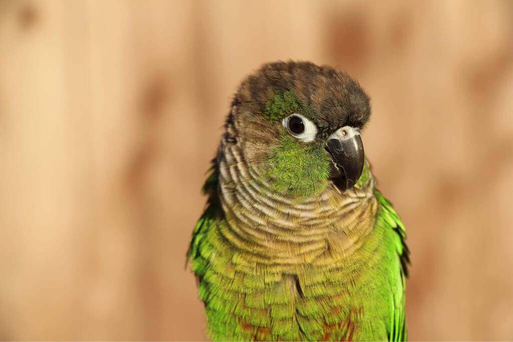 Green Cheek Conure All You Need to Know Pets Nurturing