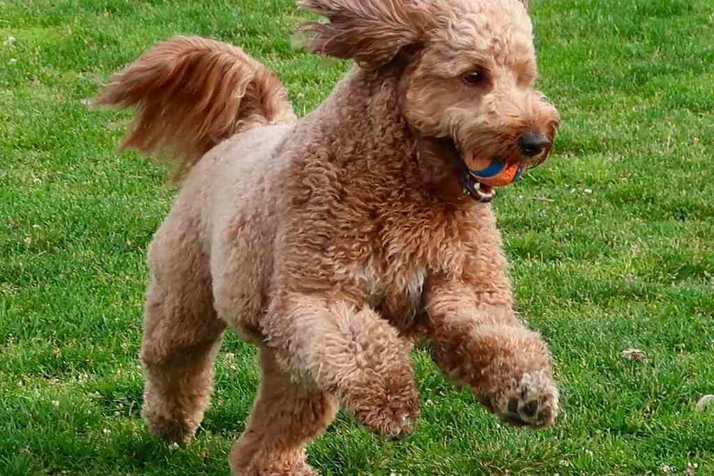 Mini Goldendoodle A Complete Guide to Know Pets Nurturing