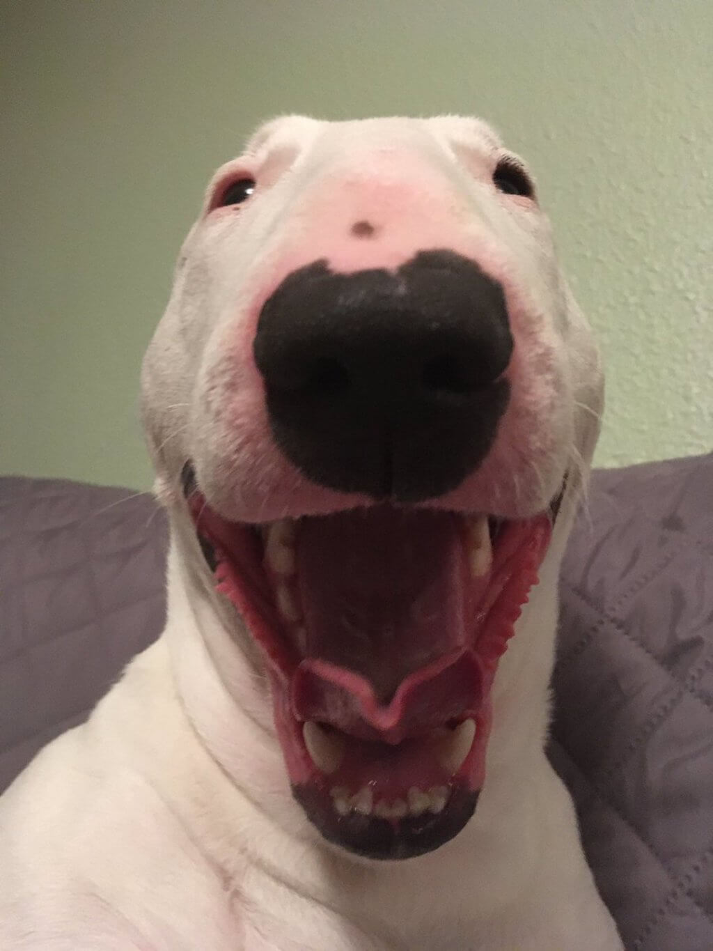 Did Walter The Dog Die or Alive? Let's Find Out The Truth