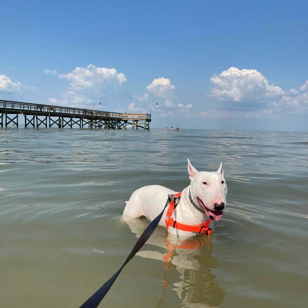 Did Walter The Dog Die or Alive? Let's Find Out The Truth