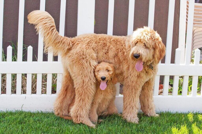 Types of Doodle Breeds [History, Temperament, & Health]