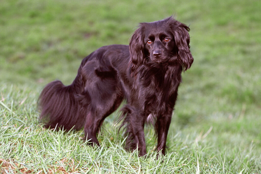 Types of Spaniel Breeds How Many Breeds Are There?