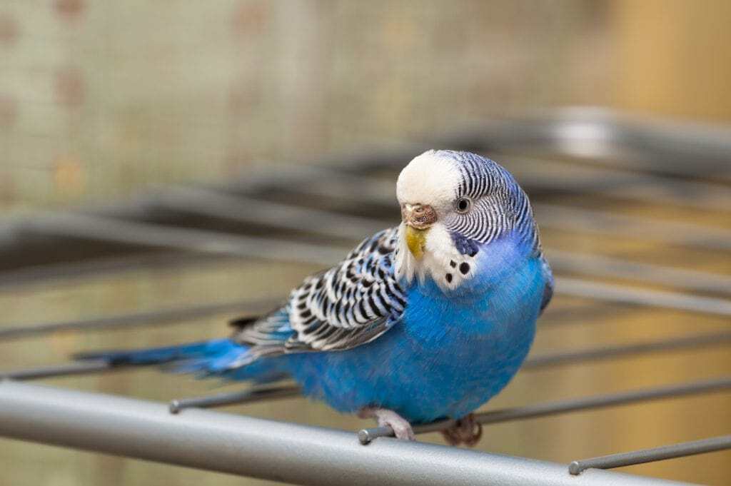 How Long do Parakeets Live? [parakeet lifespan]