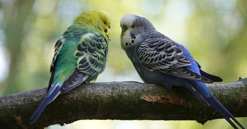 How Long do Parakeets Live? [parakeet lifespan]