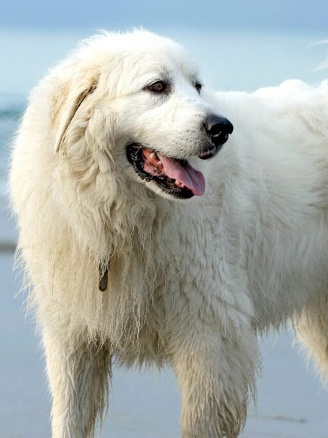 Top 10 Large White Dog Breeds List of Big White Dog Breeds Pets