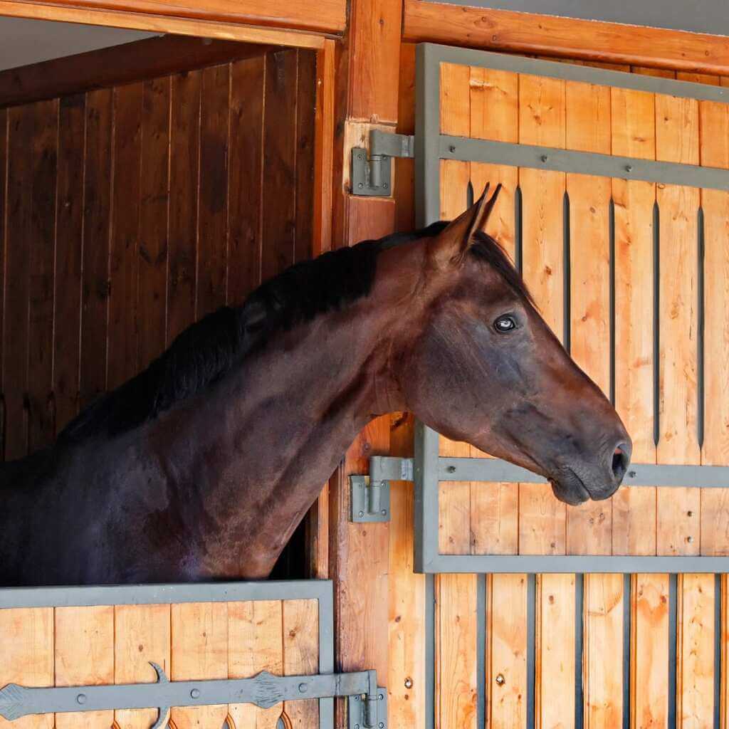 Horse Boards Know Why Should You Board Your Horse