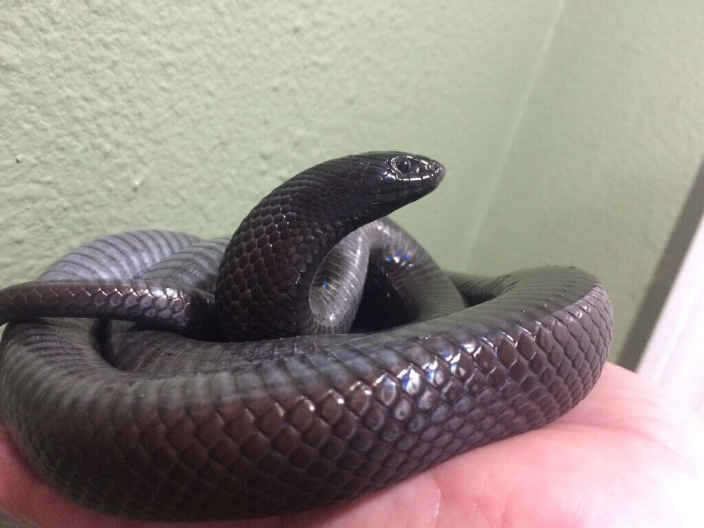 Mexican Black Kingsnake Care A Comprehensive Guide Pets Nurturing
