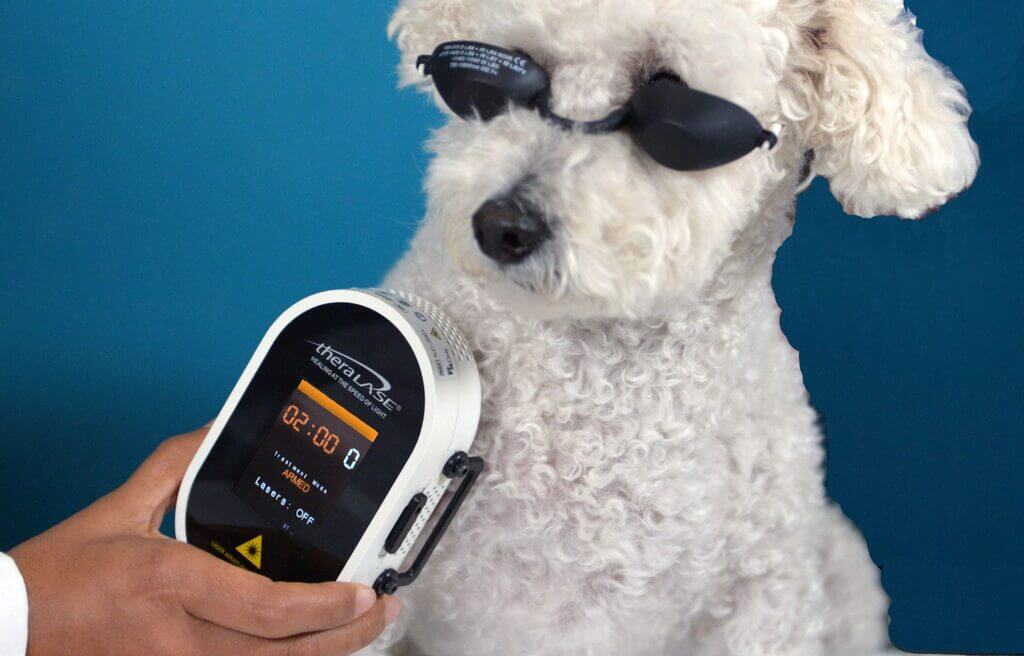 What Do You Need to Know About Laser Therapy for Dogs