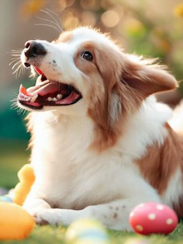 Understanding Reason Why Are My Dogs Eyes Red Pets Nurturing