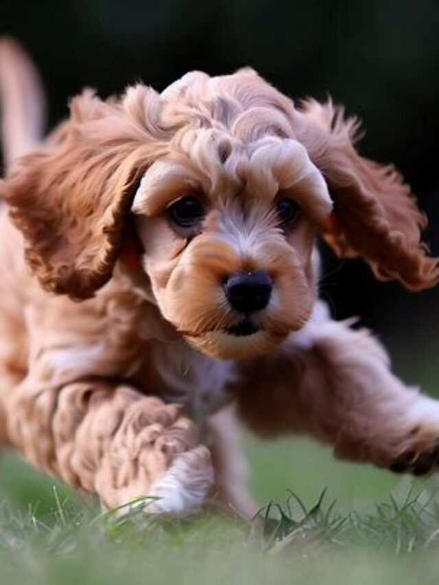 Training Guidelines For Cavapoo Puppies Pets Nurturing