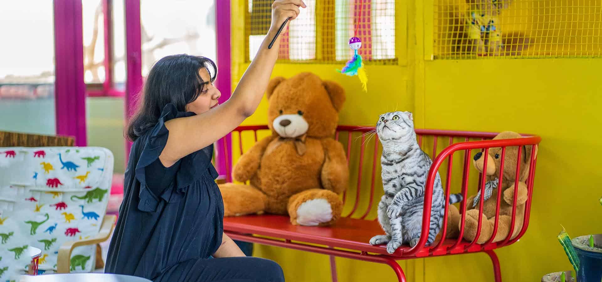 Luxury Cat Resort One Stop Destination for Pets Pet Care in UAE