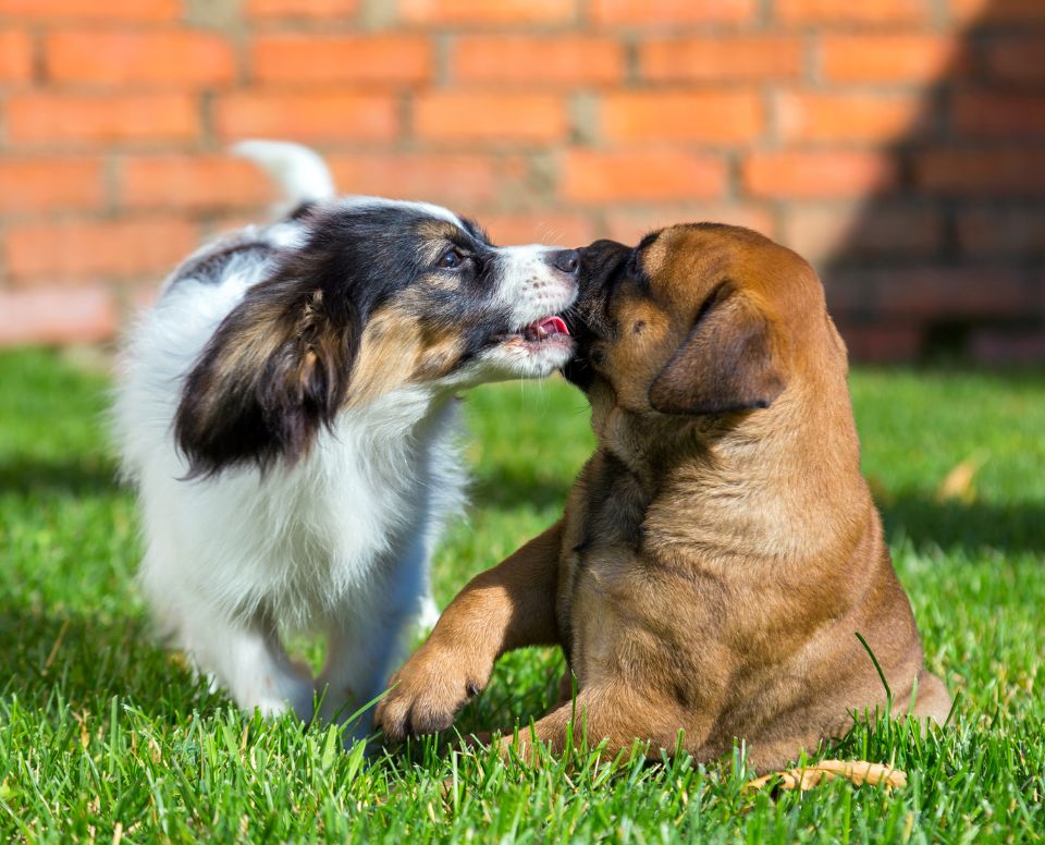 Dog Breeders in Pune Puppies for Sale in Pune Puppy price in pune