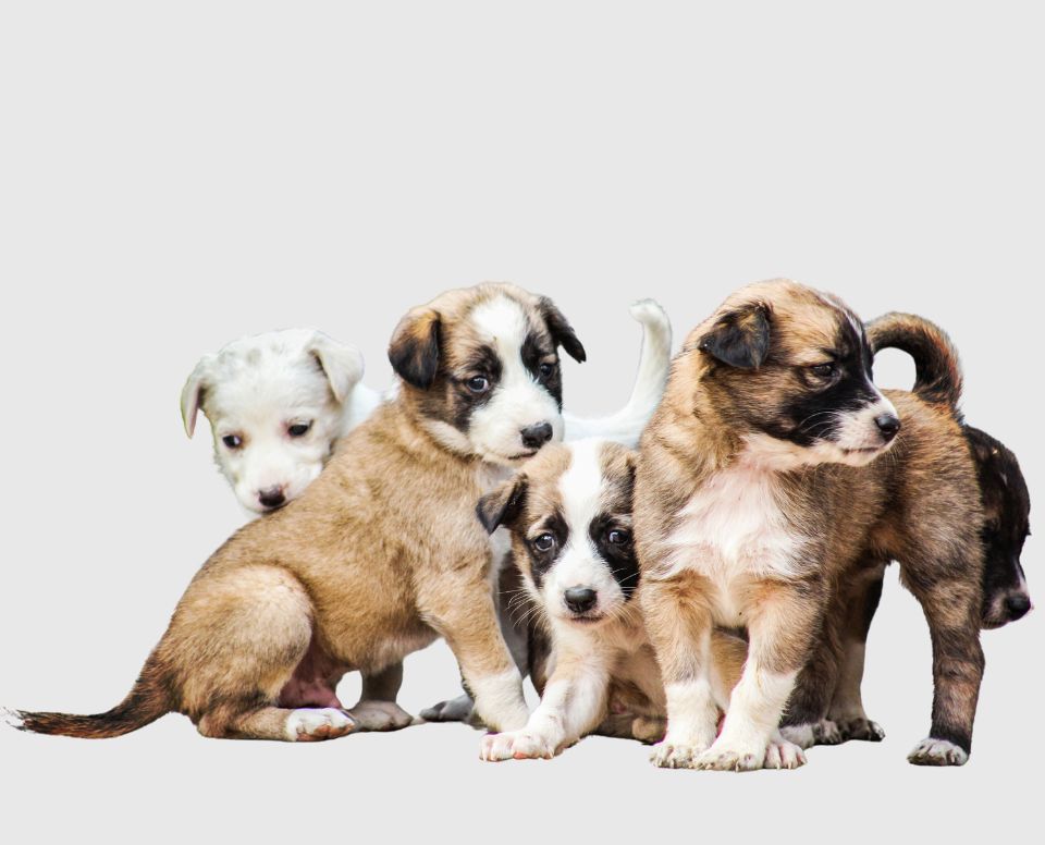 Dog Breeders in Pune Puppies for Sale in Pune Puppy price in pune