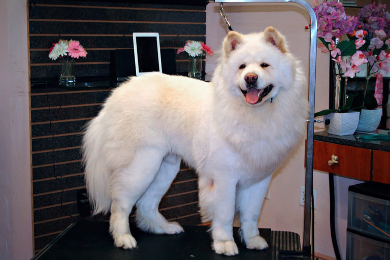Dog Grooming Before and After Photos Pets of Perfection