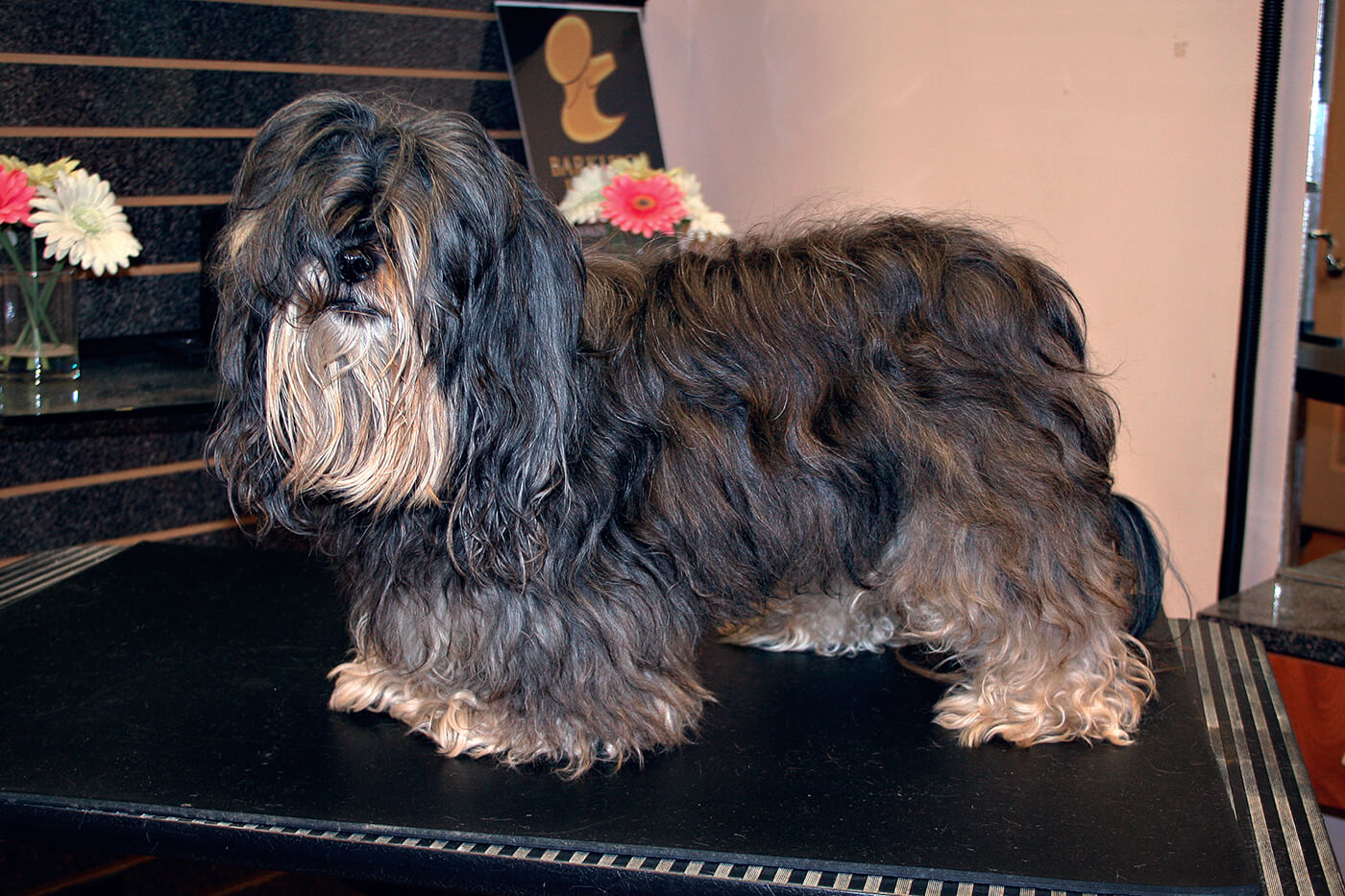 Dog Grooming Before and After Photos Pets of Perfection