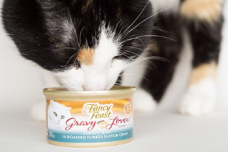 Is Fancy Feast Good For Cats The Answer Might Surprise You!