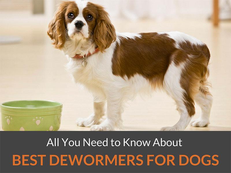 The Best Dog Clippers for Maltese That Can Make Grooming Easier