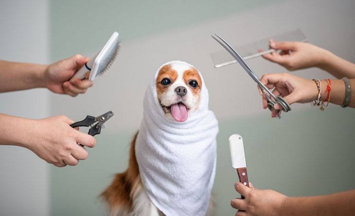 Can You Cut Dog Hair with Human Clippers? Everything Need