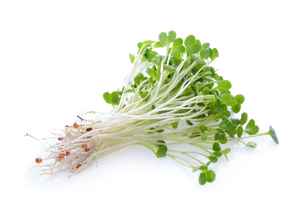 5 Types of Cat Grass You can Grow » Petsoid