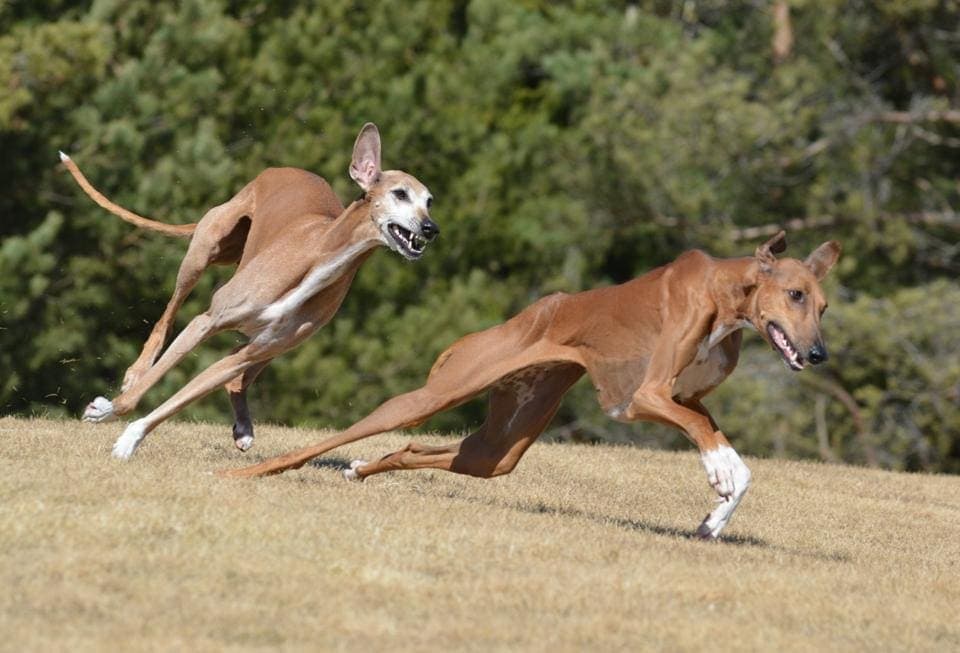 10 Rare Dog Breeds in The World (With Prices) Petsoid