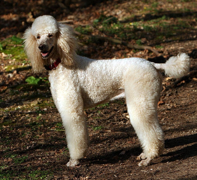 10 Popular Poodle Cuts in 2022 Petsoid