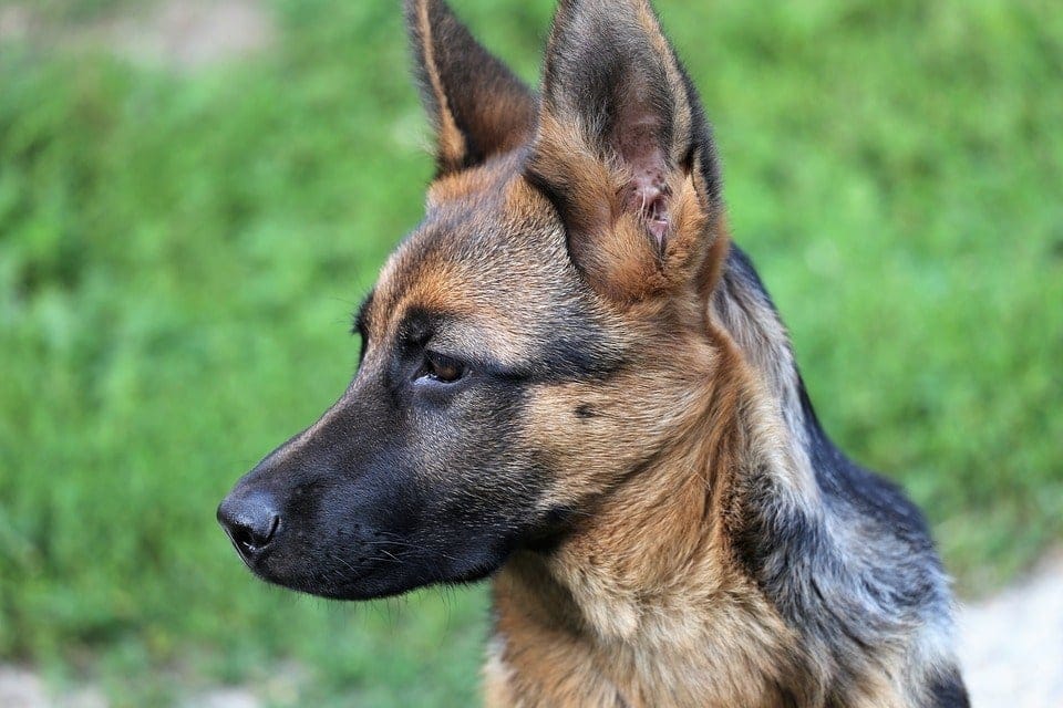The 20 Best Female Dog Names in 2020 Petsoid