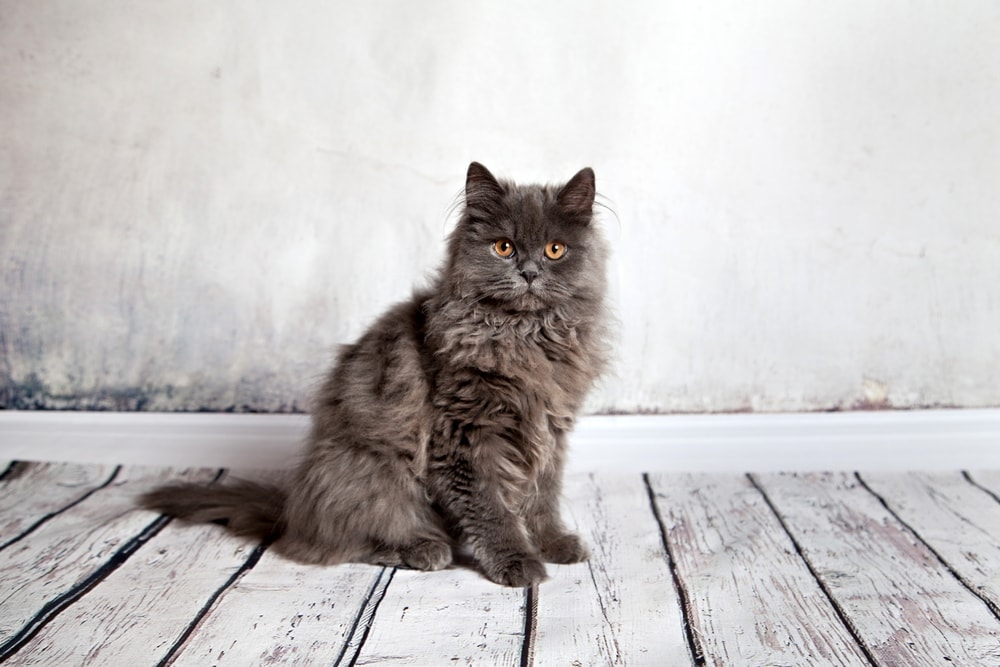Persian Cat Care Guide & Information » Petsoid