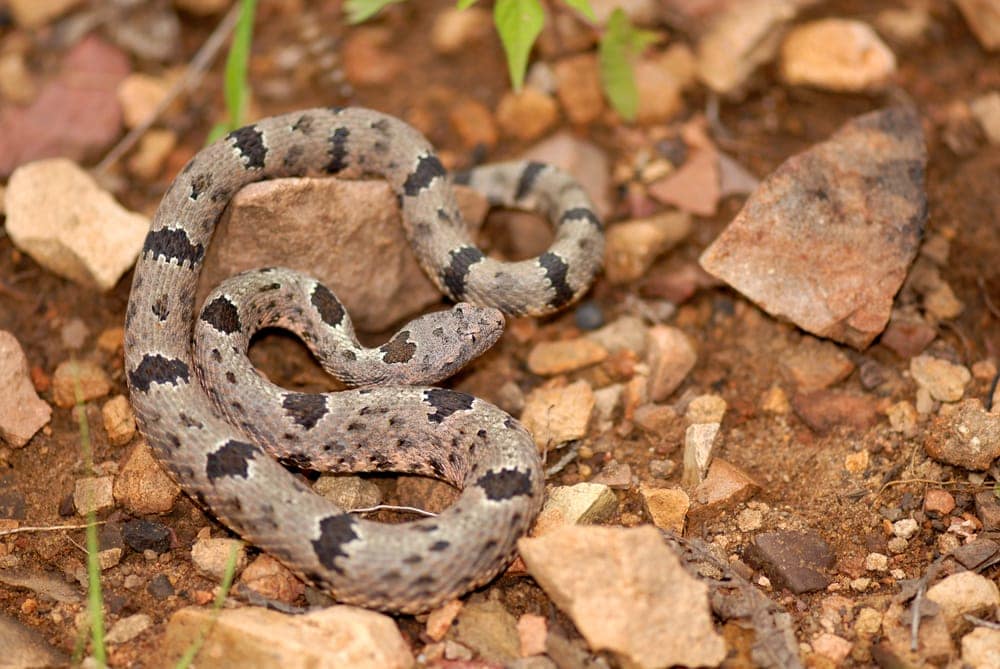 10 North American Rattlesnakes » Petsoid