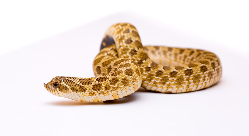 Do Pet Snakes like to be Petted? » Petsoid