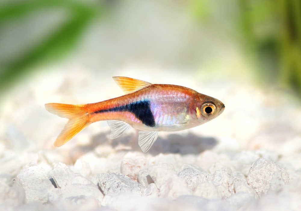 Rasbora Hets & Espei Rasboras Care Guide » Petsoid