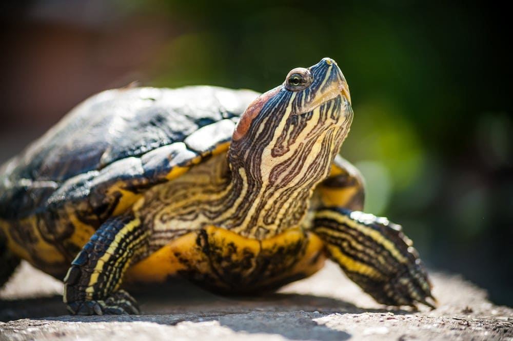 Red Eared Slider Care Guide & Price » Petsoid