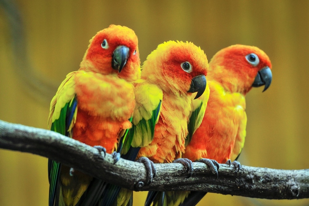Sun Conure Care Guide Diet, Lifespan & More » Petsoid