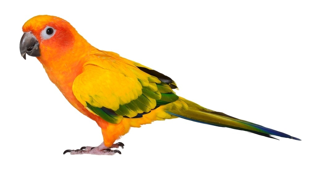 Sun Conure Care Guide Diet, Lifespan & More » Petsoid