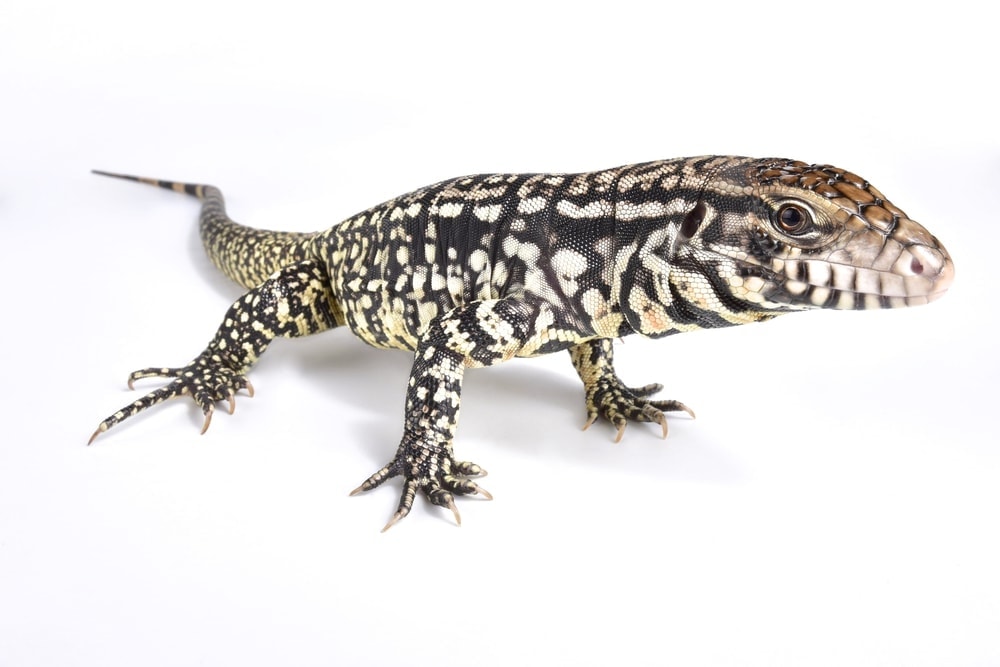 Tegu Lizard Care Guide & Price » Petsoid