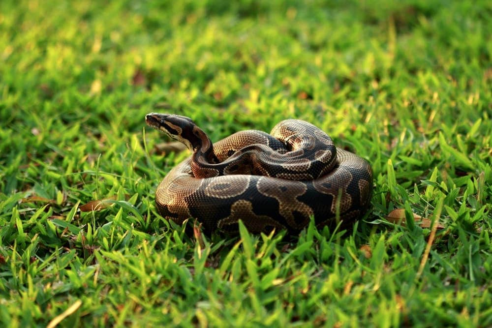 Ball python Care guide Diet, Lifespan & More » Petsoid
